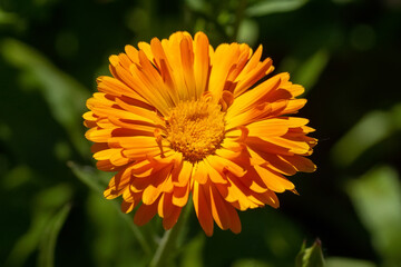 Beautiful calendula flowers in summer garden (Marigold flower).