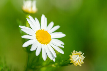 Meadow of white Chamomile flowers in the morning sun close up. Herbal medicine..