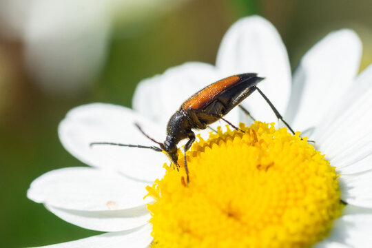 Stenurella melanura beetle on a chamomile flower..