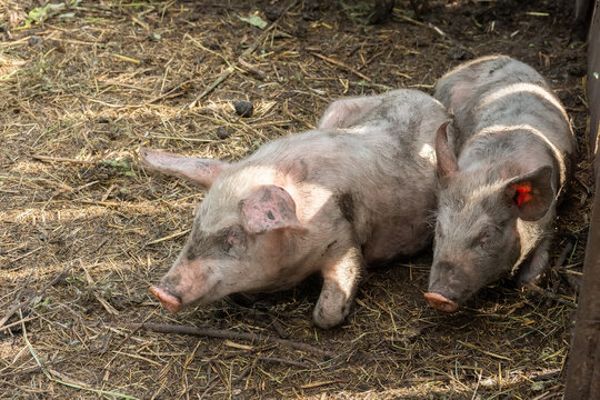 Pig farming raising and breeding of domestic pigs.