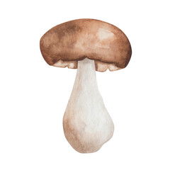 Watercolor illustration of hand painted mushroom champignon of brown, beige, white colors. Edible fungus. Forest plant. Isolated on white food clip art for autumn fabric textile prints, postcards