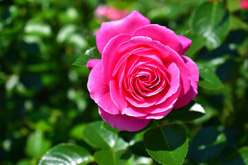 Pink rose close-up on a background of green leaves. Floral natural background. Summer day. Flowering and fragrance. Beauty in nature.