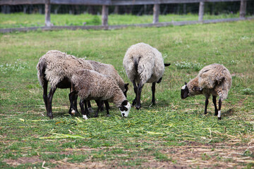 Obraz na płótnie Canvas Well-groomed sheep and lambs are grazing in the meadow near the farm.