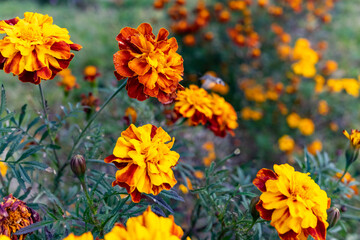 Several marigold flowers close-up. Natural floral background