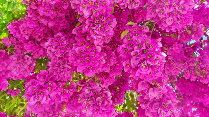 Obraz premium Bright lilac tropical flowers on the Montenegrin coast.