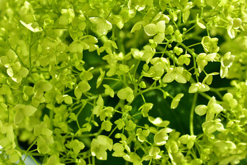 Fototapeta na wymiar Natural background of small green inflorescences. Flowers close-up. Summer day. Beauty in nature. 
