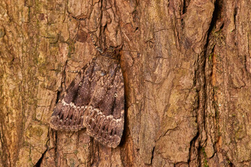 Pyramideneule (Amphipyra pyramidea)	
