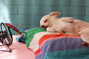 small white chihuahua lying in front of the fan on a multicolored cushion, heat wave, pet care