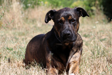 A big black and brown dog basking in the sun in the garden, lying in dry grass