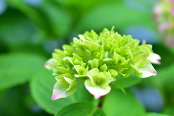 Green and pink spherical flower and green leaves around. Hydrangea close-up. Summer bright background. Beauty in nature.