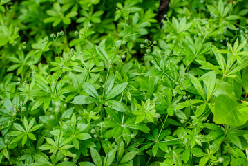 Fresh Woodruff plant, the leaves of the woodruff plant