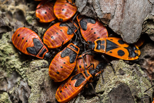 Macro photos of a fire bug (Pyrrhocoris apterus), Macro photo of Pyrrhocoris apterus