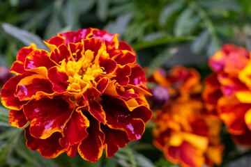 Close-up of a large and bright marigold flower. Copy space