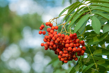 Rowan - a bunch of red berries on a tree branch with green leaves. Blurred background for text. Soft selective focus