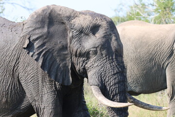 Elephants in the Wild