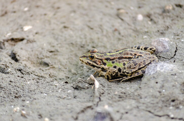 Green frog on the sandy shore of the lake. A green frog on the sandy shore of a lake by the water in its natural environment.