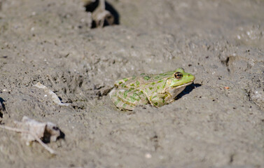 Green frog on the sandy shore of the lake. A green frog on the sandy shore of a lake by the water in its natural environment.