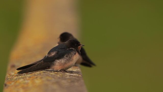 Two juvenile Barn Swallows (Hirundo rustica) sitting on a fench -  a close-up
