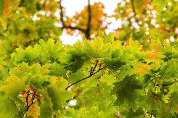 Maple foliage in green and orange colors in early autumn.