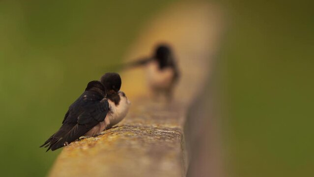 Two juvenile Barn Swallows (Hirundo rustica) sitting on a fench and and adult on the background
