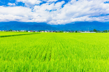 Obraz premium 夏の信州 安曇野の田園風景