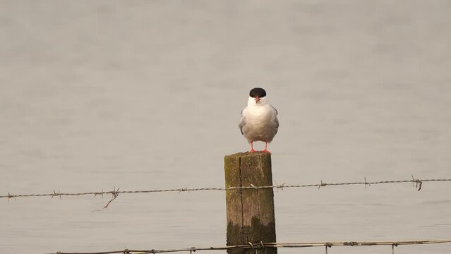 Common Tern (Sterna hirundo) sitting on a fench