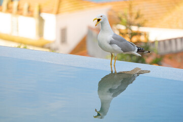A single herring gull in a swimming pool, bathing, space for text, reflection of bird in water