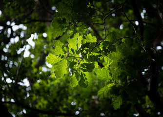 green oak leaves in sunlight