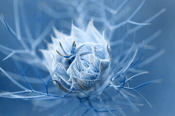 A single love-in-a-mist flower head, not opened, colourised in blue, close up, macro shot, shallow depth of field, selective focus on tips of petals