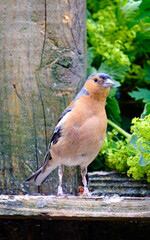 chaffinch