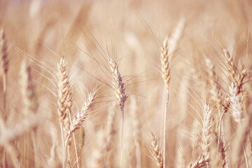 Pastel colors ripe ears of wheat, close up. Agricultural crop background