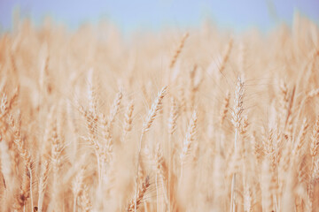Fototapeta premium Pastel colors wheat field against the blue sky. Agricultural crop background