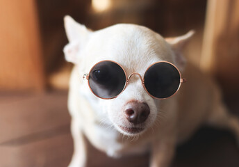 cute brown short hair chihuahua dog wearing sunglasses sitting  and looking at camera.