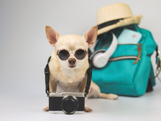 cute brown short hair chihuahua dog wearing sunglasses and camera around neck, sitting  on white background with travel accessories, headphones, backpack, hat.