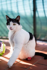 Broken leg injured domestic cat in bandages at home balcony after surgery, looking away on morning sun