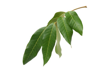 Obraz premium Fresh natural Longan leaf isolated on white background. Clipping path.