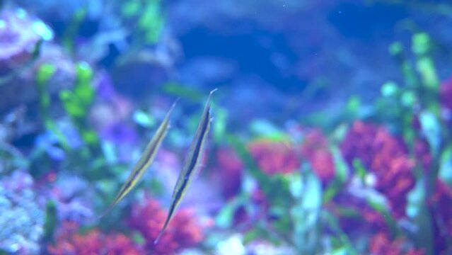 Doryrhamphus or pipefishes undersea camouflage against green grass corals, aka flagtail pipefishes are popular in the aquarium trade. It is native to the Indian and Pacific Oceans