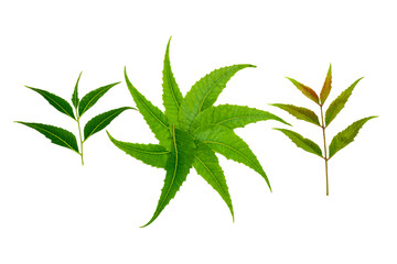 Medicinal neem leaves isolated on white background