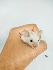 Pet mouse in hand