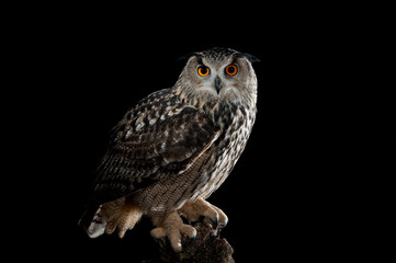 European Eagle Owl (Bubo bubo) perched on a tree,Spain,Europe
