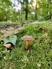 mushrooms in the forest