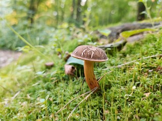 mushroom in the grass