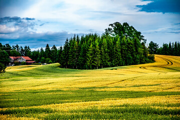 Krajobraz drzew otulonych łanem zbóż © Sebastian