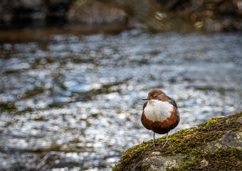 Dipper standing on a rock at riverbank