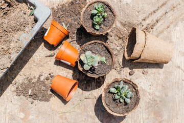 Close-up of planting a succulent flower in a garden. Planting a plant in a pot in nature. Repotting houseplants. Concept of spring time, hobbies, caring for houseplants