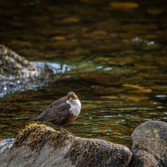 A Dipper on riverbank searching for food