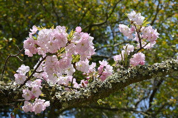 Obraz premium 石山寺の桜