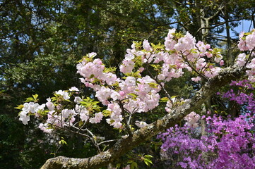 石山寺の桜