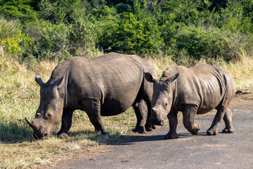 Fototapeta premium rhino in the wild