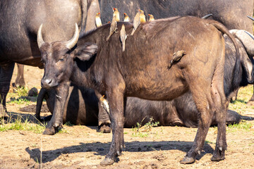 Young buffalo and birds, game reserve